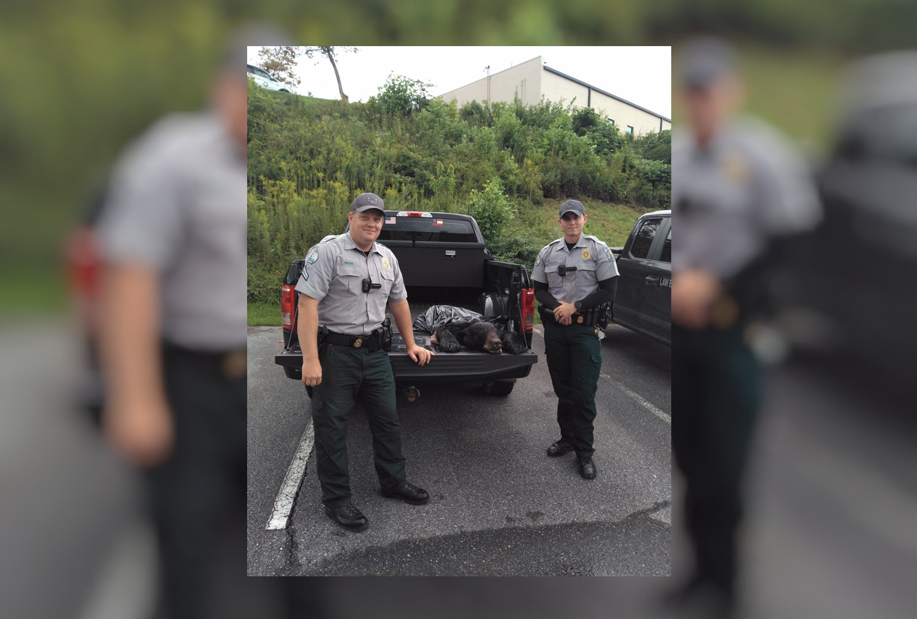 baited bear killed in White County