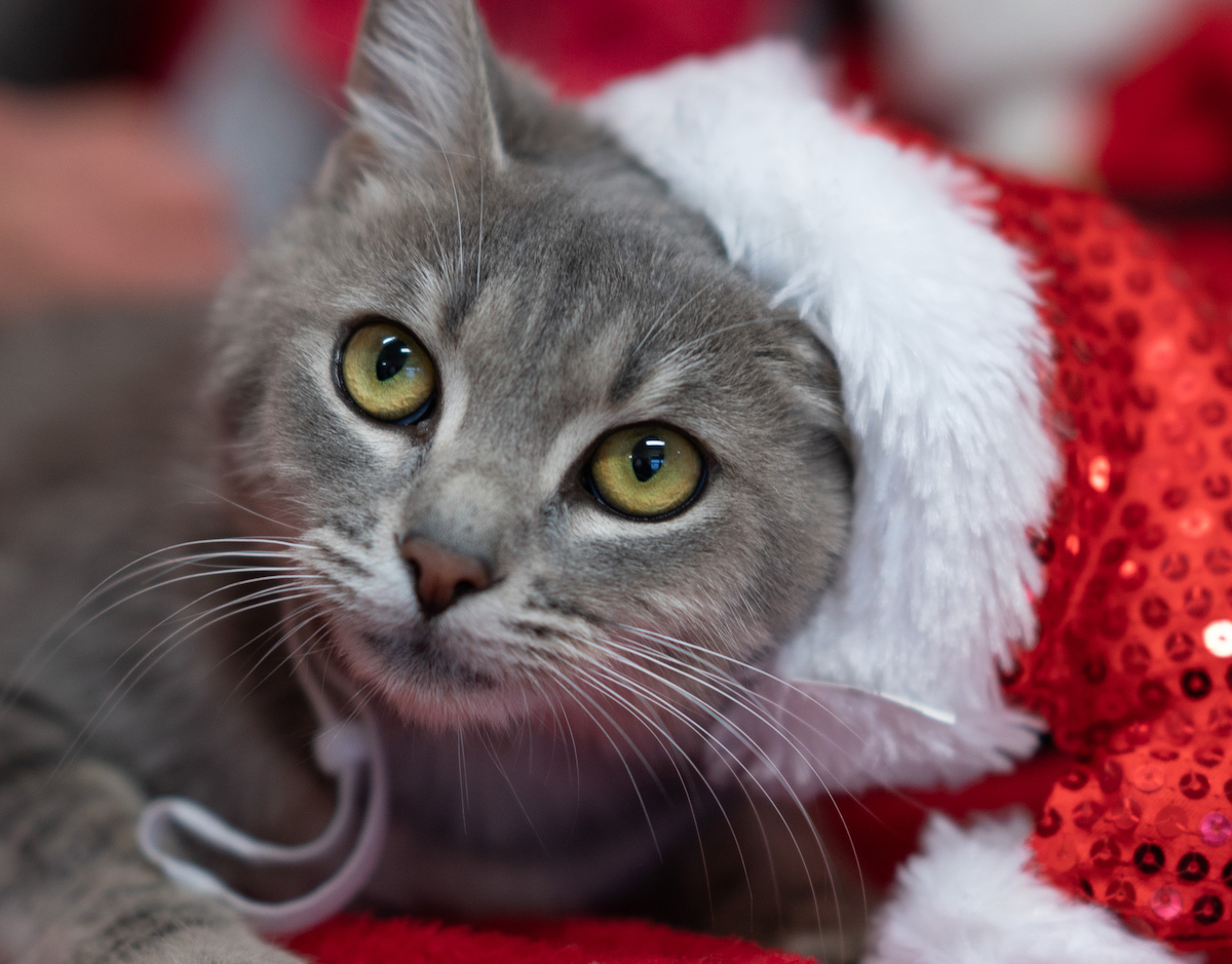 cats for adoption at Toccoa-Stephens County Humane Shelter2022-12-20 at 9.52.05 AM 2