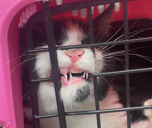 rabid kitten in cage showing signs of aggression