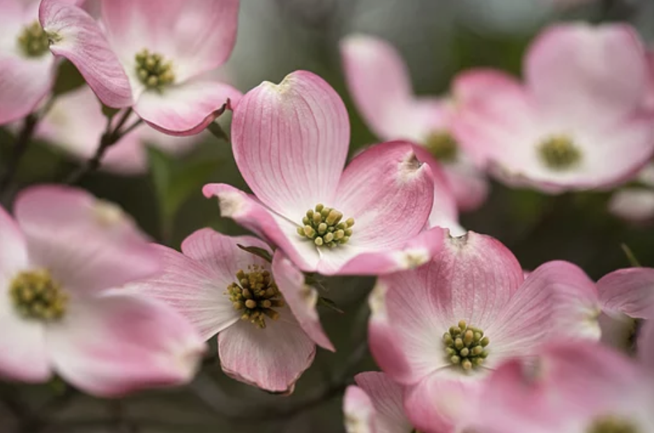 pink dogwood