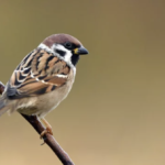 On the wings of the sparrow