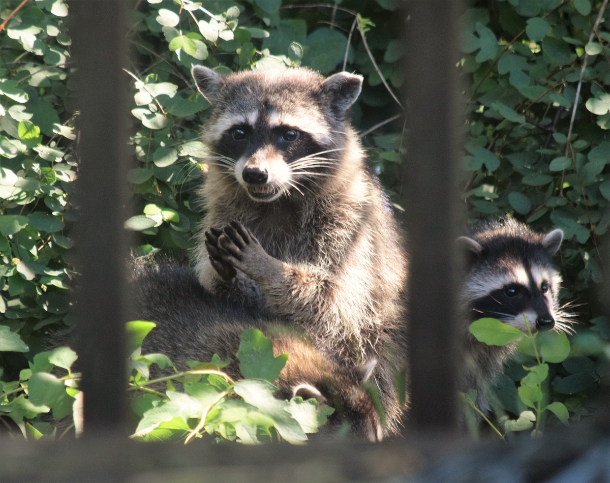 Raccoon tests positive for rabies