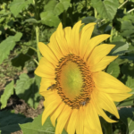 Day Trippin’: Sunflowers & Selfies