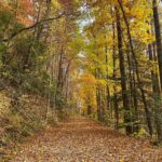 Thankful for the falling leaves