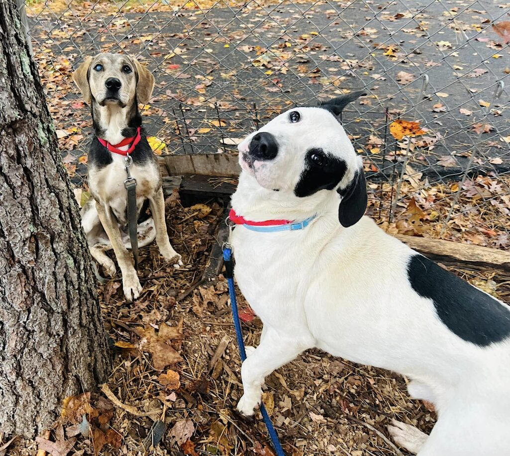 Meet Derk, the ‘stand-up’ pup