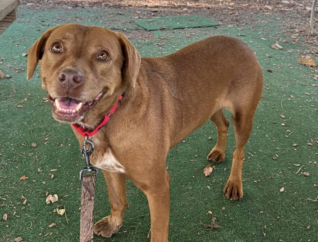 Meet Tina: The heartwarming labrador mix looking for her forever home