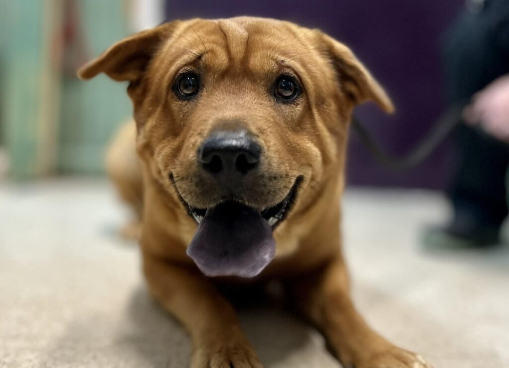 Meet Charlie: a gentle soul seeking a second chance