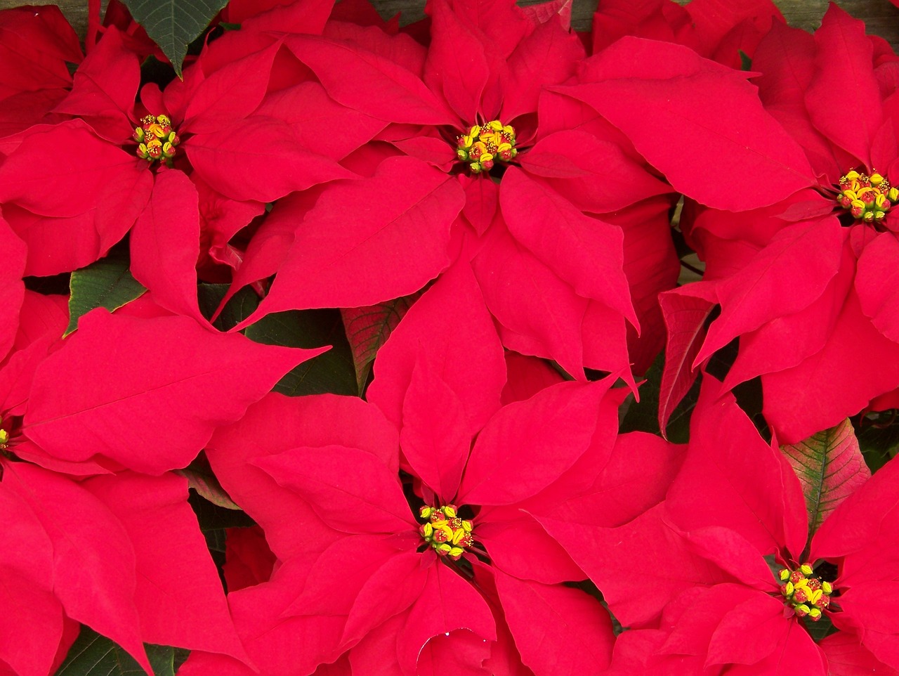 poinsettias 3