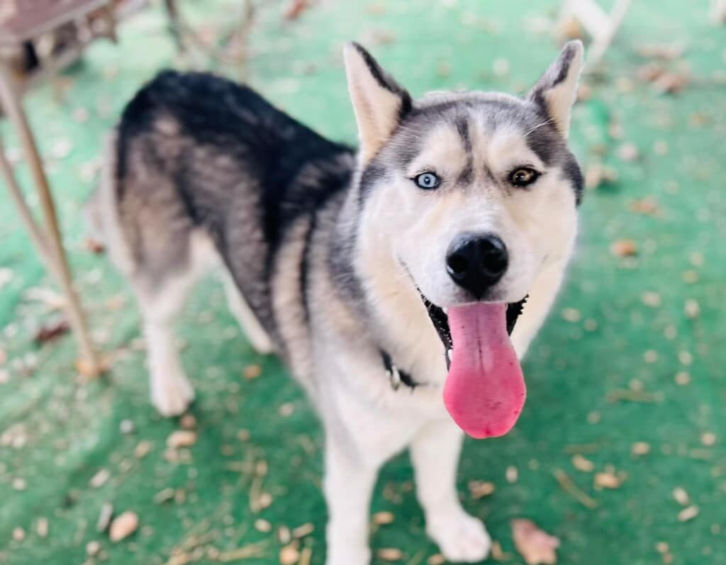 Meet Kramer; a furry mix of cuddles and fun