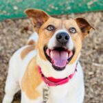 Bruno is a joyful Jack Russell mix ready for adoption!