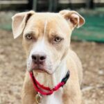 Flo’s pups all found homes, now she needs one