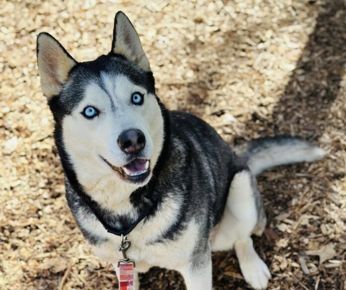 Pet of the Week Denali3 copy