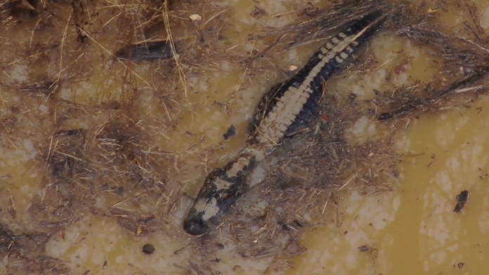 alligator off Allen Creek Road