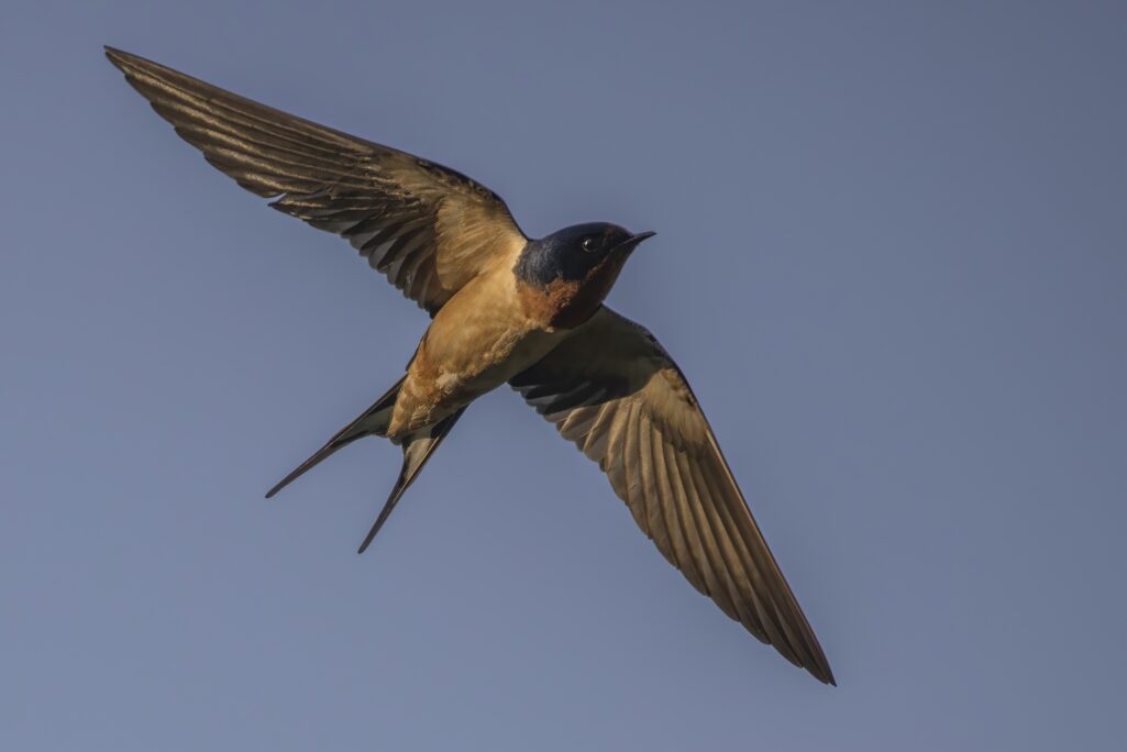 Stuck Barn Swallow a reminder it’s spring
