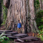 Go West, young man: Tall, tall trees