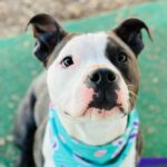 Dottie, a stray from the streets, waits for her forever home