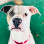 Left by his owner, Jax waits at shelter for new family