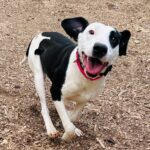 Rita, a captivating canine with a heart as big as her smile! 🐾