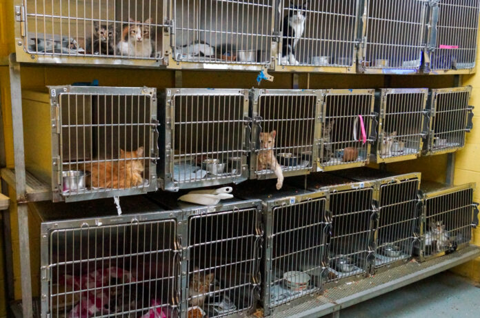 cats in animal shelter