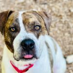A pup with a heart full of love named Bear
