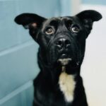 Baby Dog patiently waits for loving home