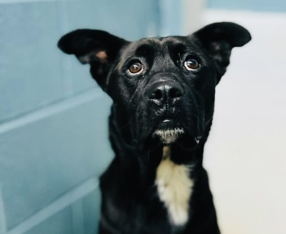 POW Baby Dog April 30 20246