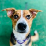 Charming canine companion Cooper needs a home