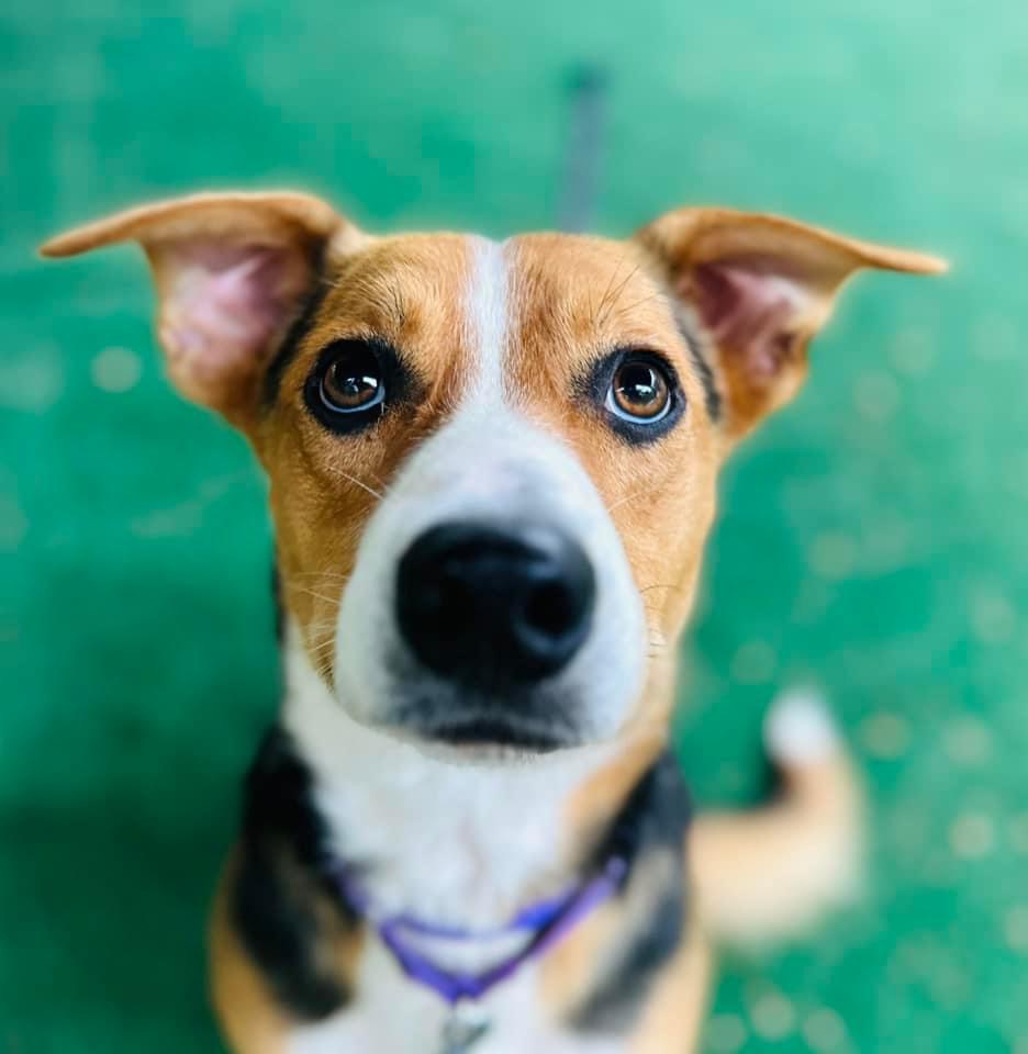 Charming canine companion Cooper needs a home