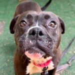 Kid-loving, dog-friendly Sandra ready to wiggle her way into your heart