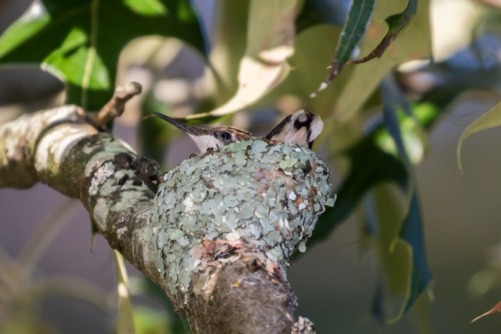 Finding a hummingbird nest