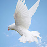 Palmer Gary Whitfield