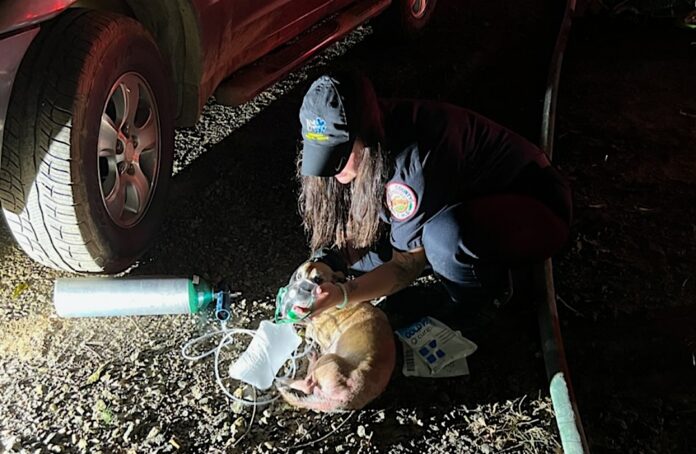 White County Paramedic Lt. Lauren Rumley revives a dog overcome by smoke
