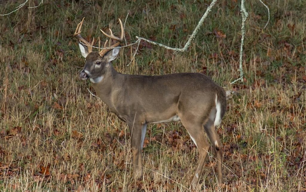 Hunters in three counties should test harvested deer for chronic wasting disease, says Georgia DNR