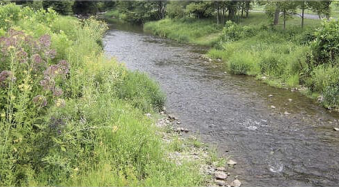 streambank