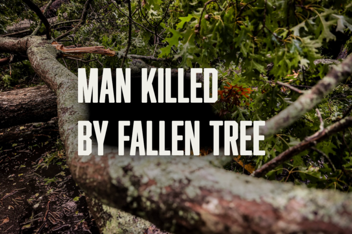 Man killed by fallen tree