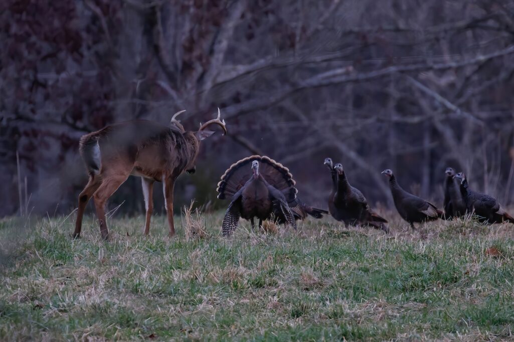 Thanksgiving standoff