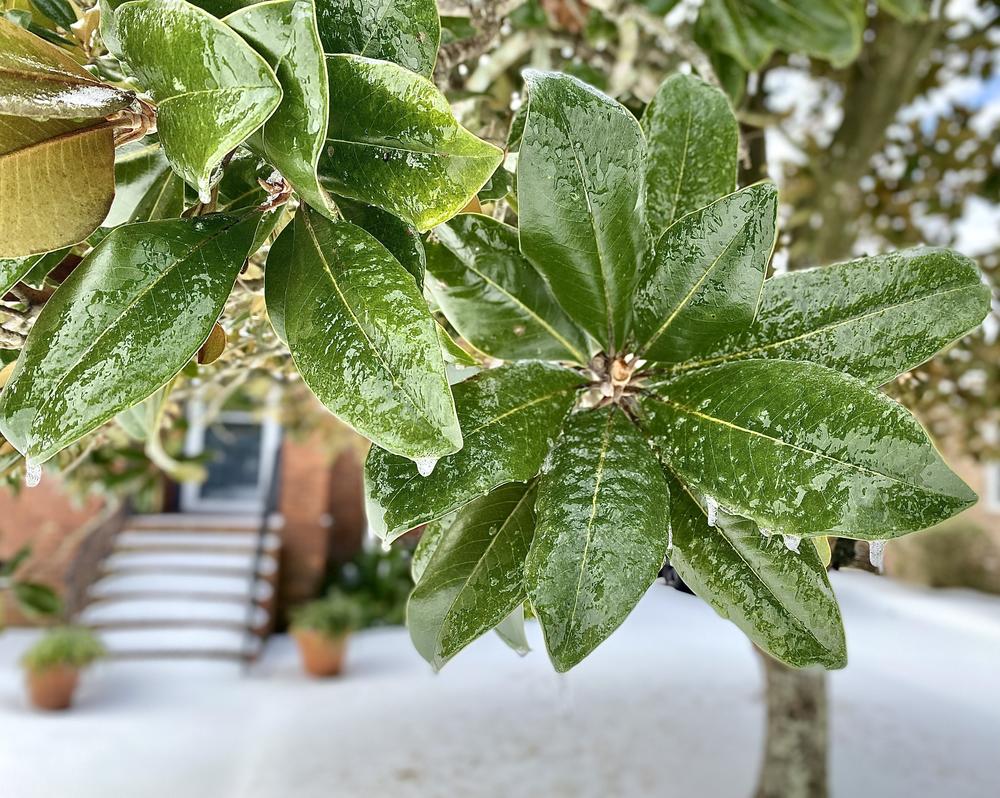 Georgia’s January cold spells could squash farmers’ pest concerns come spring