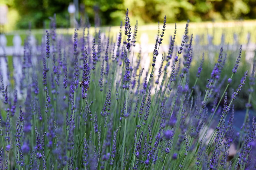 Lavender Fest blooms in Sautee this June