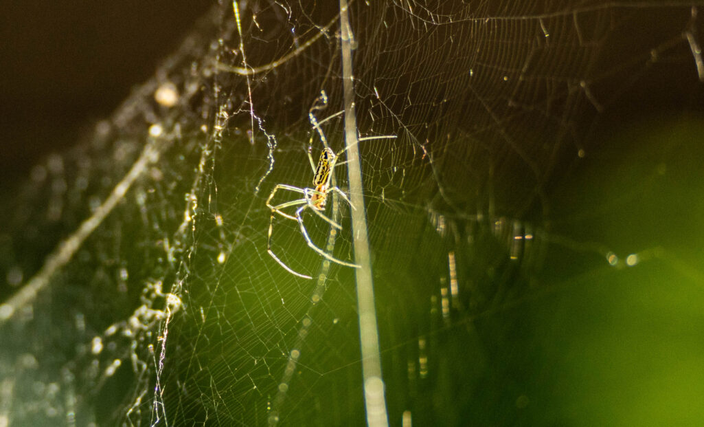 Joro spiders: a sticky neighbor