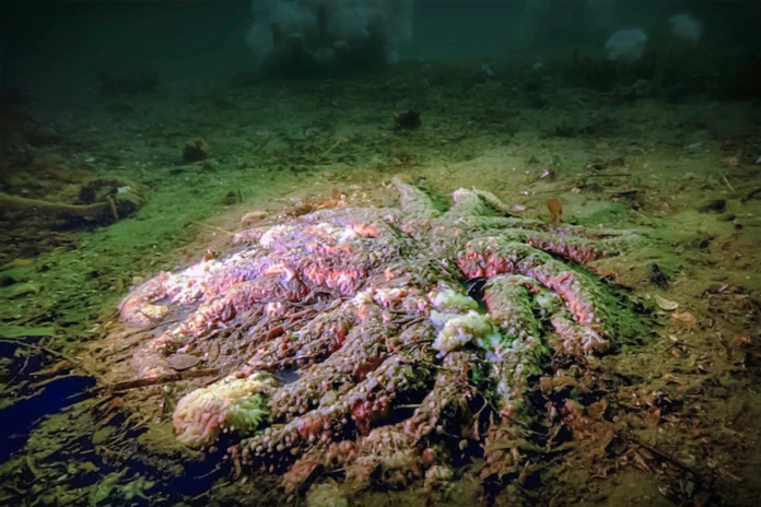 sunflower sea star with wasting disease