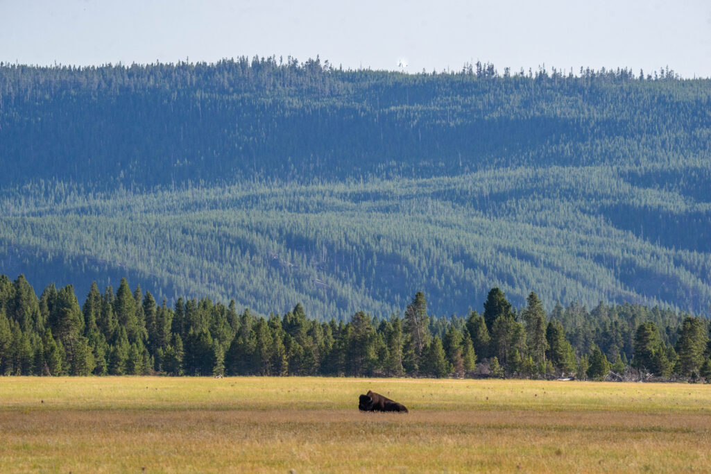 Go West, young man: Cranes and bison and bears, oh my!