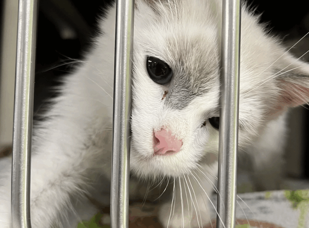 Athens-Clarke County installs three pet microchip scanning stations