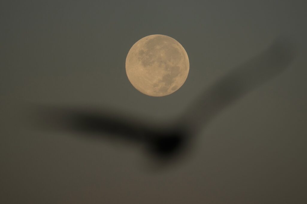 November’s supermoon peaks on Wednesday and it will be year’s biggest