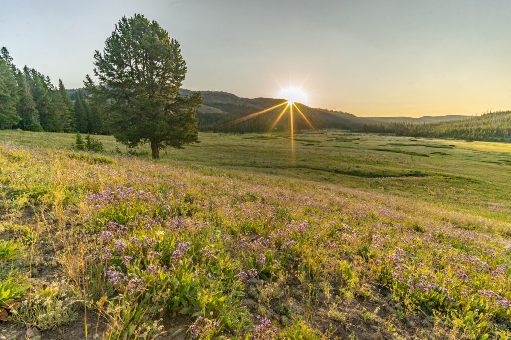 Go West, young man: Leaving Yellowstone
